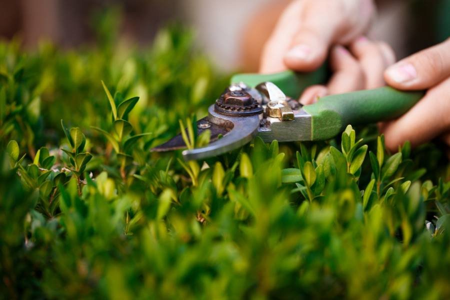 Landscaping & Garden Care — Xpert Hands Dubai